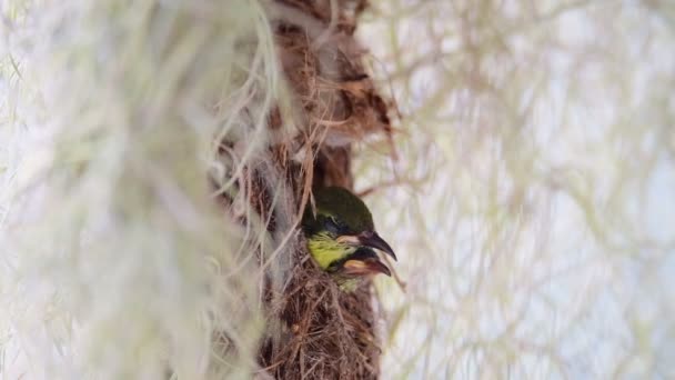 Sonnenvögel Mit Olivenöl Warten Darauf Von Ihren Eltern Gefüttert Werden — Stockvideo
