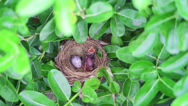 Baby Streak Eared Bulbul Bird Waits Its Parents Feed — Stock Video