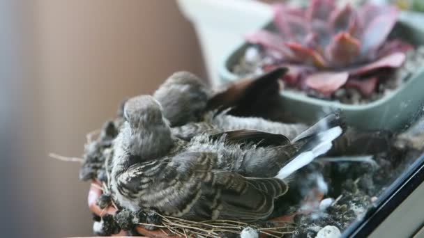 Bébés Colombes Attendent Nourriture Dans Nid — Video