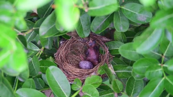 Streak Eared Bulbul Feeding Its Baby — Stock Video