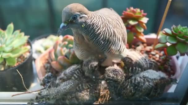 Dove Feeding Its Babies Nest — Stock Video