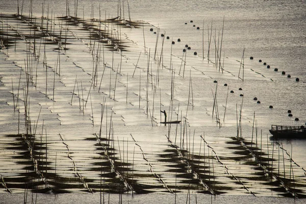 Gli Agricoltori Lavorano Una Fattoria Alghe Nella Contea Xiapu Provincia — Foto Stock