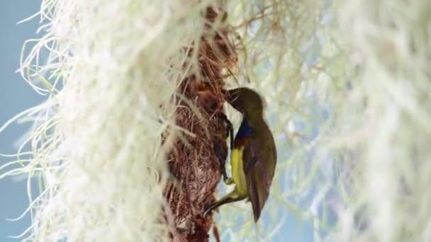 Door Olijven Gesteunde Zonnevogel Voedt Zijn Baby — Stockvideo