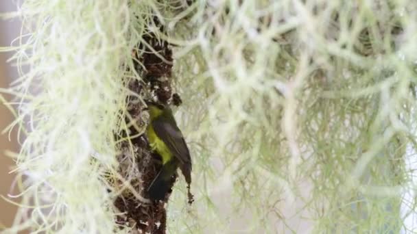 Оливковое Гнездо — стоковое видео