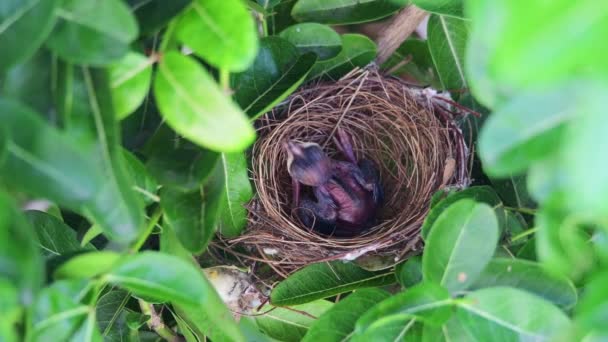 Bébé Oiseau Bulbul Oreilles Stries Attente Nourriture — Video