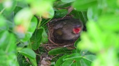 Seri kulaklı Bulbul bebeğini besliyor.