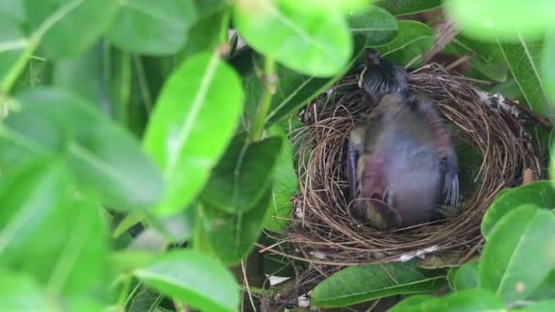巣の中で赤ちゃんストリーク耳ブルブル鳥は食べ物を待っています — ストック動画