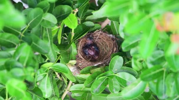 Bulbul Met Gestreepte Oren Voedt Zijn Baby — Stockvideo