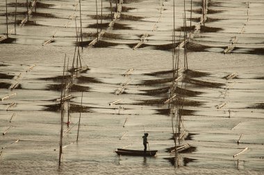 Çiftçiler, Çin 'in Fujian eyaletindeki Xiapu ilçesinde bir yosun çiftliğinde çalışıyorlar. 