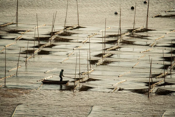 Agricultores Trabajan Una Granja Algas Condado Xiapu Provincia Fujian China —  Fotos de Stock