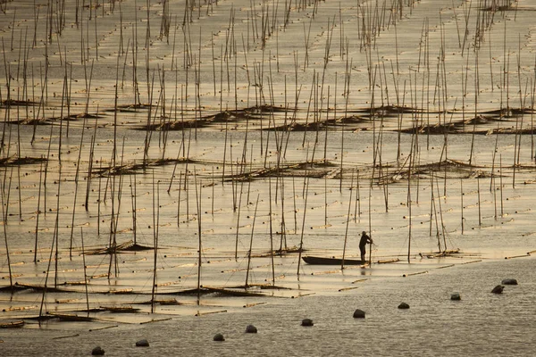 Agricultores Trabajan Una Granja Algas Condado Xiapu Provincia Fujian China —  Fotos de Stock