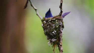 Kara peçeli bir Monarch kuşu kuluçka için yumurtalarının üzerinde kara kara kara düşünür.