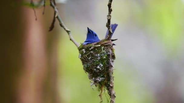 Black Naped Monarch Bird Brooding Its Eggs Incubation Cup Nest — Stock Video