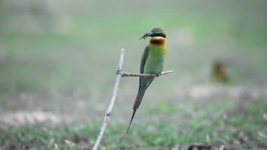 Dişi bir kuşu cezbetmek için ağzında böcek olan mavi kuyruklu bir erkek arı yiyici.