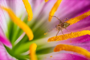 Bir çiçek ve örümceğin yakın plan çekimi.