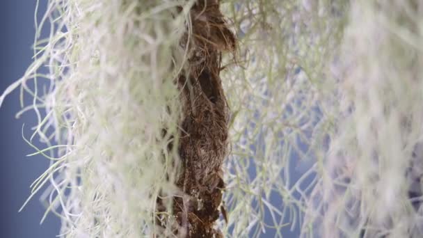 Sonnenvogel Mit Olivenöl Füttert Seine Babys — Stockvideo