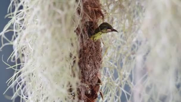 Bebek Zeytin Sırtı Güneş Kuşları Ebeveynleri Tarafından Beslenmeyi Bekliyor — Stok video