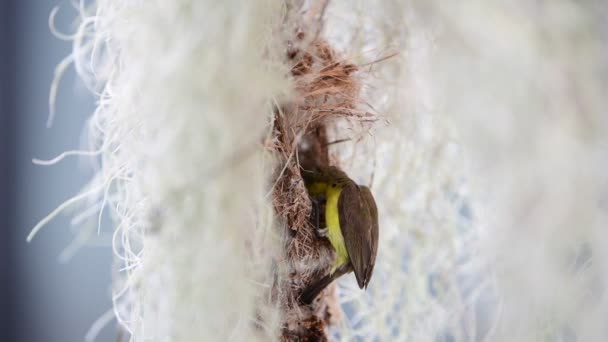 Bouw Nest Van Door Olijven Gesteunde Zonnevogels — Stockvideo