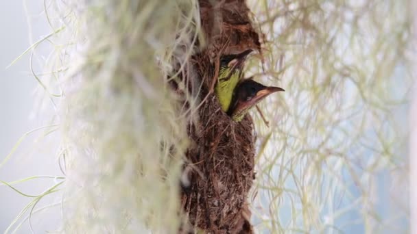 Sonnenvogel Mit Olivenöl Füttert Seine Babys — Stockvideo