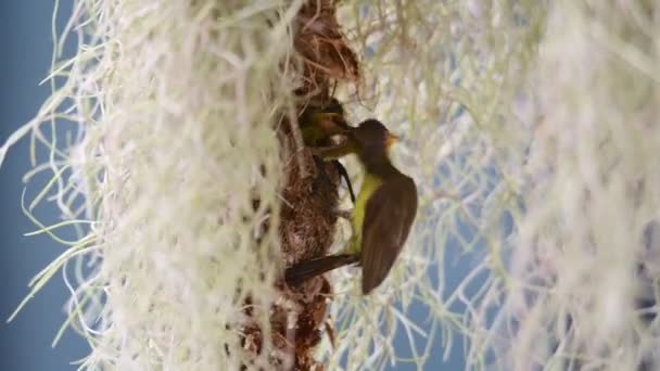 Zeytin Sırtı Güneş Kuşları Yavrularını Besliyor — Stok video