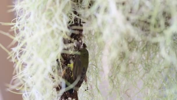 Bouw Nest Van Door Olijven Gesteunde Zonnevogels — Stockvideo