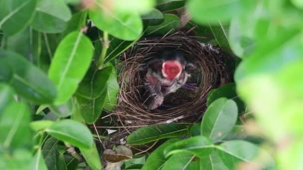 Bulbul Oreilles Rayées Nourrissant Son Bébé — Video