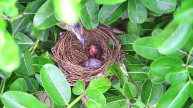 Seri kulaklı Bulbul bebeğini besliyor.