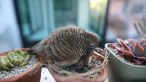 Dove Feeding Its Baby Nest — Stock Video