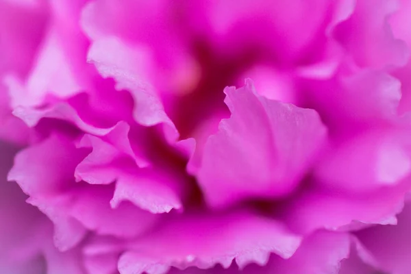 Close Pink Flower — Stock Photo, Image