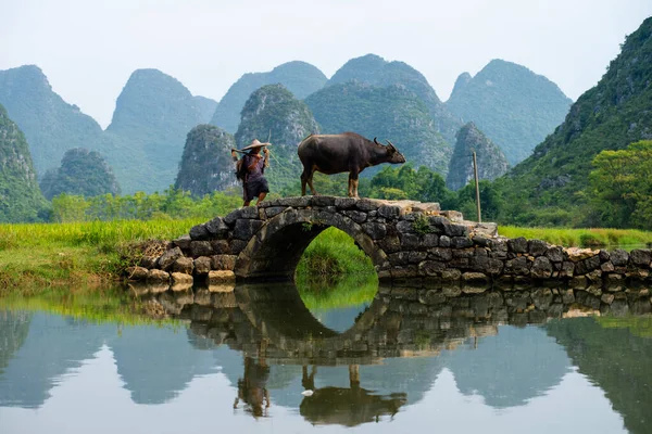 Guilin China Septiembre 2017 Agricultor Camina Casa Búfalo Después Día —  Fotos de Stock