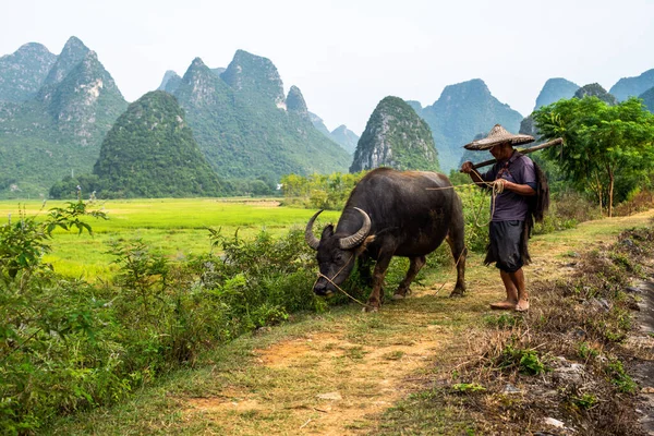 Guilin China Septiembre 2017 Agricultor Camina Casa Búfalo Después Día —  Fotos de Stock