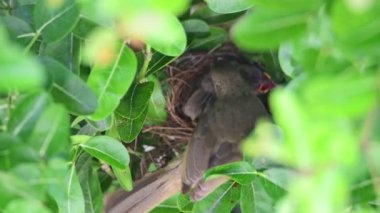 Seri kulaklı Bulbul bebeğini besliyor.