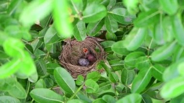 Seri kulaklı Bulbul bebeğini besliyor.