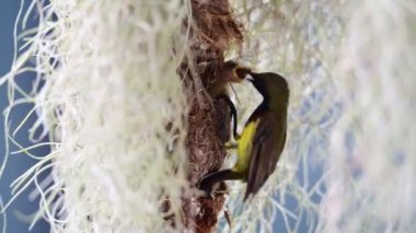 Zeytin sırtı güneş kuşları yavrularını besliyor