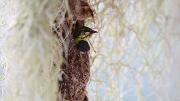 Tournesol Dos Olive Nourrissant Ses Bébés — Video