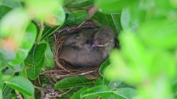巣の中で自分自身をきれいに赤ん坊ストリーク耳ブルブル鳥 — ストック動画