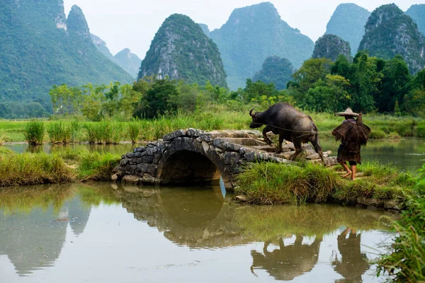 Guilin China Septiembre 2017 Agricultor Camina Casa Búfalo Después Día —  Fotos de Stock