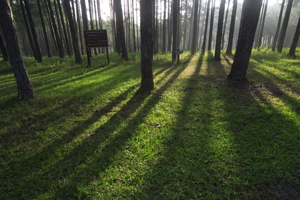 Tallskogen — Stockfoto