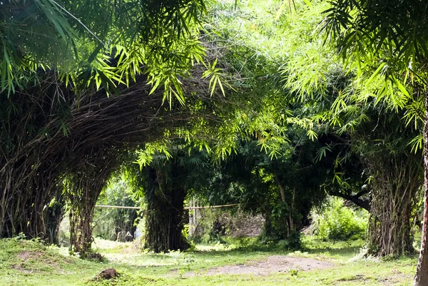 Bambu korusu — Stok fotoğraf