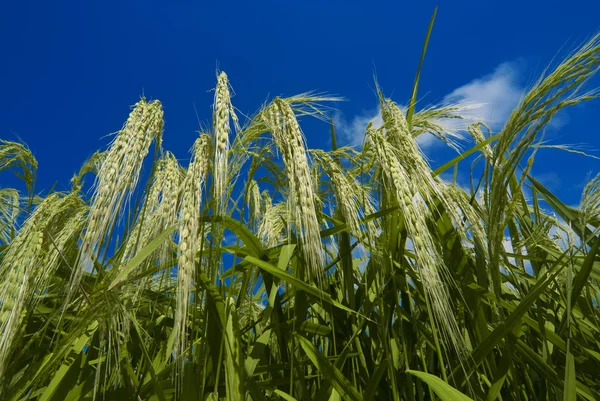 Culturas de arroz verde — Fotografia de Stock