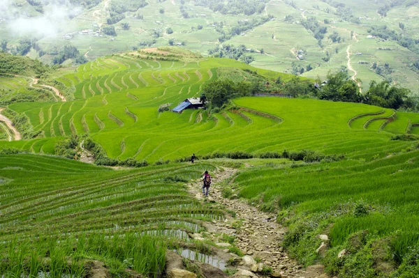 Террасное рисовое поле — стоковое фото