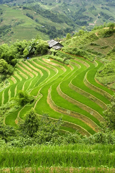 Terrain de riz en terrasses — Photo