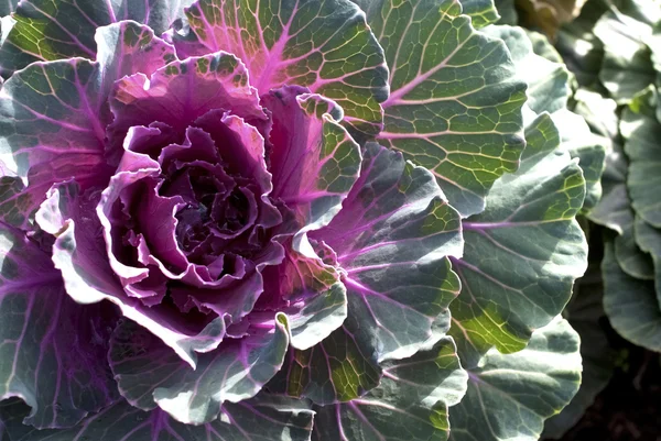 Purple Flowering Cabbage — Stock Photo, Image
