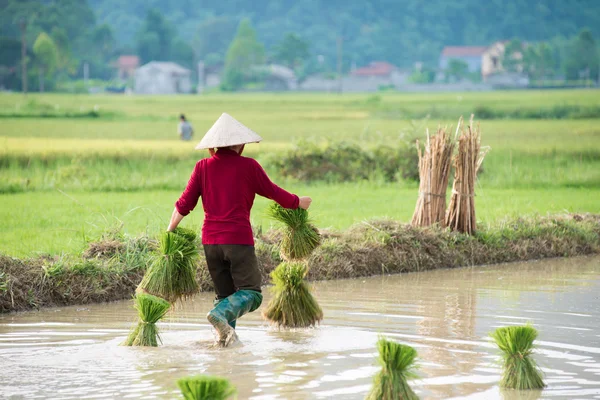 Rice transplanted by farmer — Stock Photo, Image