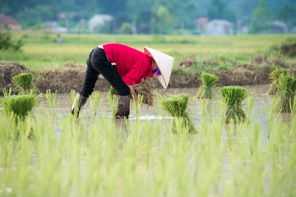 Reis vom Bauern verpflanzt — Stockfoto