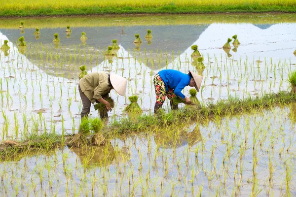 Rice transplanted by farmers — Stock Photo, Image