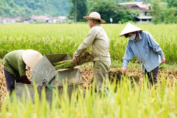 Farmers use a mechanical thresher to remove grains — Stock Photo, Image