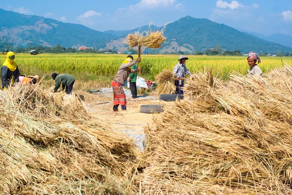 Rice threshing — Stock Photo, Image