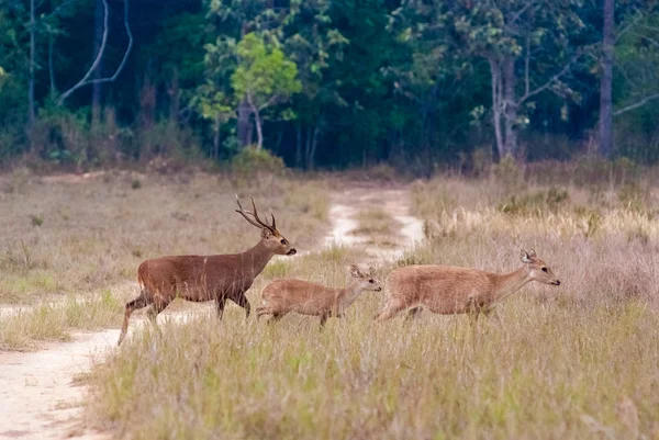 Eld's deers in a meadow — Stock Photo, Image