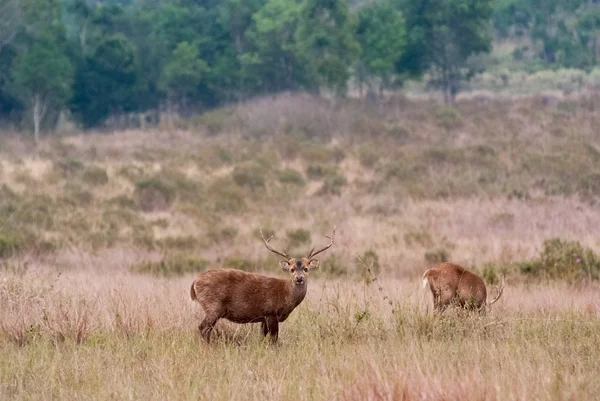 Los ciervos de Eld en un prado —  Fotos de Stock